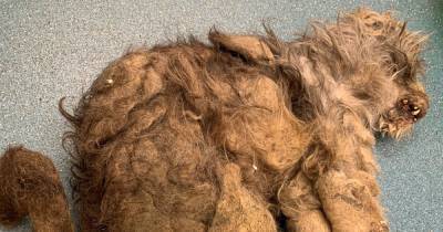 Scots dog owner left pooch so matted and covered in faeces vets 'didn't recognise it was an animal' - www.dailyrecord.co.uk - Scotland
