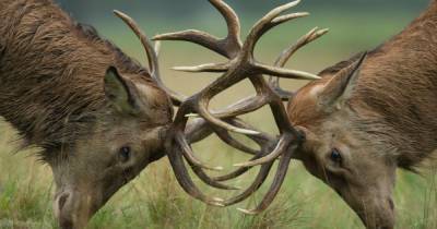 Deer Rut Scotland: The best places to see majestic stags lock horns - www.dailyrecord.co.uk - Scotland