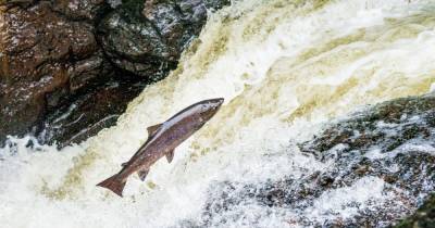 Salmon leap Scotland: Where and when to spot salmon leaping in rivers - www.dailyrecord.co.uk - Scotland