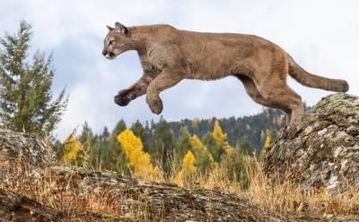 Mountain lion snatches pet dog during hot springs visit - www.foxnews.com - state Idaho - county Hot Spring