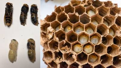 Over 500 'murder hornets' were found in Washington nest, including nearly 200 queens - www.foxnews.com - Washington - state Washington