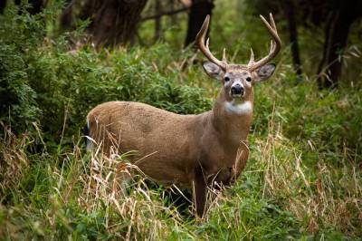 Pennsylvania hunters asked to donate deer to help feed those in need - www.foxnews.com - Pennsylvania