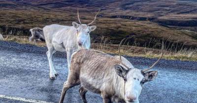 Stunned Scots cyclist stumbles onto incredible 'reindeer traffic jam' in Aviemore - www.dailyrecord.co.uk - Scotland - county Highlands