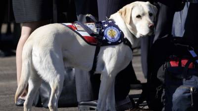 Sully, George H.W. Bush's Service Dog, Honored With Statue On Long Island - www.etonline.com