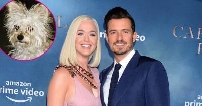 Orlando Bloom and Katy Perry Foster a New Puppy After His Dog Mighty’s Death - www.usmagazine.com - county Foster