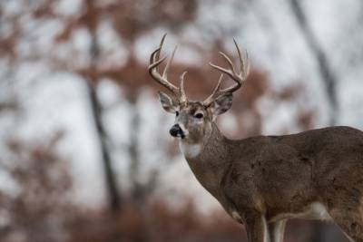9-year-old Missouri hunter shoots huge buck - www.foxnews.com - state Missouri - city Springfield