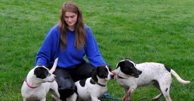 Dumfries and Galloway Canine Rescue Centre puts out appeal to rehome trio of cute canines - www.dailyrecord.co.uk