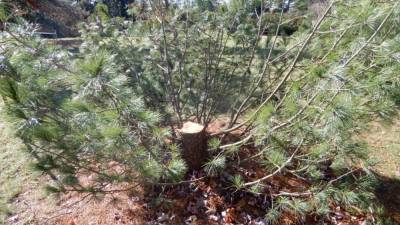 Wisconsin police seek 'conifer crook' who stole rare tree - www.foxnews.com - Switzerland - Wisconsin - Madison