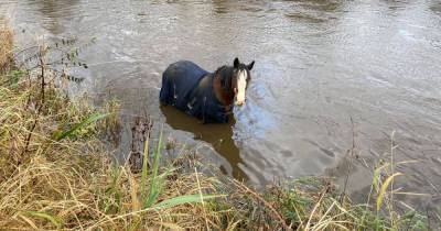 Firefighters stage dramatic rescue of horse stuck in Paisley river - www.dailyrecord.co.uk - Scotland