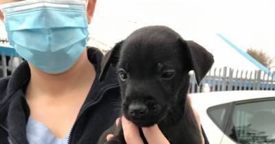 Six-week-old puppy with deformed paw abandoned in cardboard box - www.manchestereveningnews.co.uk
