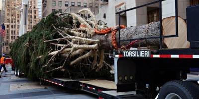 An Owl Stowed Away On The Rockefeller Christmas Tree! - www.justjared.com - New York - New York