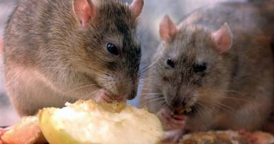 Rise in reports of rats seen in Salford this year – and even more in these three areas - www.manchestereveningnews.co.uk