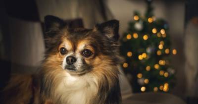 First ever Christmas song for dogs is released - aiming to get tails wagging this December - www.manchestereveningnews.co.uk - Australia - China