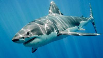 3,500-pound great white shark pings tracker off North Carolina - www.foxnews.com - Canada - North Carolina