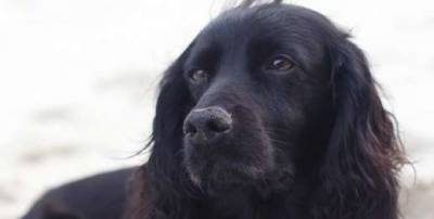 Prince William and Kate Middleton's family dog, Lupo, has sadly died - www.msn.com