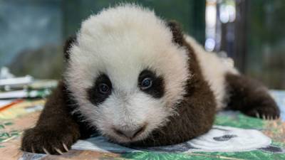 National Zoo reveals giant panda cub's name after online poll - www.foxnews.com - China - Columbia