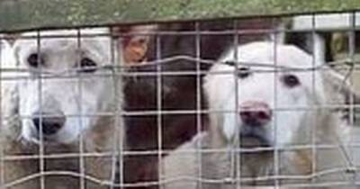 Over 60 dogs and cats in despicable state rescued from Scots 'puppy farm' slum - www.dailyrecord.co.uk - Scotland