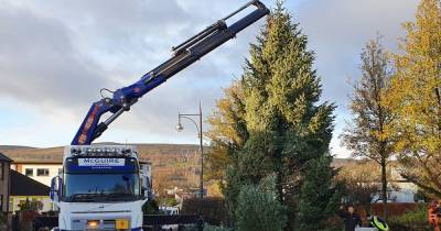 Dumbarton haulage firm spreads festive cheer by putting up Christmas trees - www.dailyrecord.co.uk