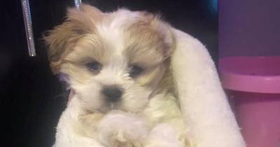 Owner of missing puppy says stranger contacted her family claiming to have found her pet - but won't give it back - www.manchestereveningnews.co.uk