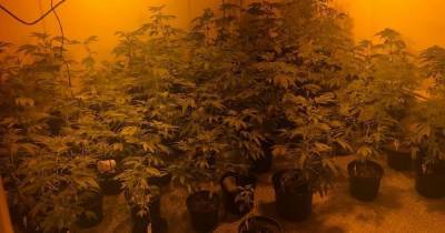 Police uncover huge cannabis farm with street value of £270,000 in Longsight - www.manchestereveningnews.co.uk