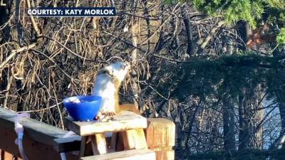 Squirrel gets drunk off bad pears, teeters on railing, Minnesota woman’s video shows - www.foxnews.com - Minnesota - Minneapolis