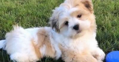 Devastated owner of lost puppy told ‘you’re not getting it back’ by stranger who ‘found dog’ - www.dailyrecord.co.uk - Manchester - Malta
