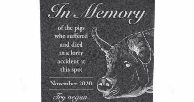 PETA want tombstone for 70 Scots pigs who suffocated to death in lorry crash - www.dailyrecord.co.uk - Scotland