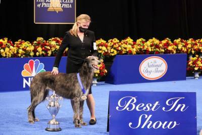 Scottish Deerhound Claire Wins Best Of Show At 2020 National Dog Show - etcanada.com - Scotland - USA