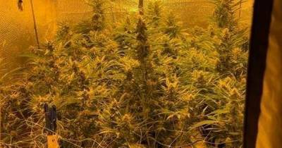 Two arrests after cannabis farms found in bedroom and garden shed - www.manchestereveningnews.co.uk - Manchester