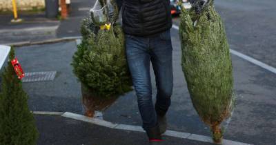 Man arrested after fleeing store with a Christmas tree under each arm - www.msn.com - New York - USA