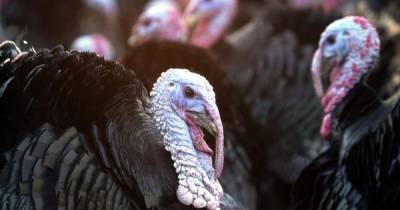 Over 10,000 turkeys to be culled after bird flu outbreak at Yorkshire farm - www.manchestereveningnews.co.uk