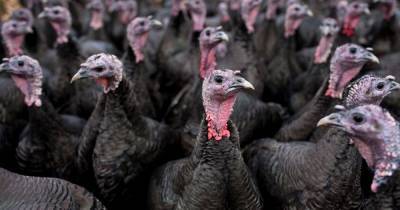 More than 10,000 turkeys to be slaughtered after bird flu confirmed at UK site - www.dailyrecord.co.uk - Britain