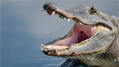 Florida duck hunters encounter ‘monster’ alligator snatching quarry, video shows - www.foxnews.com - Florida