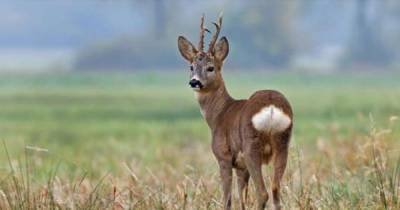 More than 5,500 people sign petition to stop more deer being culled at RHS Bridgewater in Salford - www.manchestereveningnews.co.uk