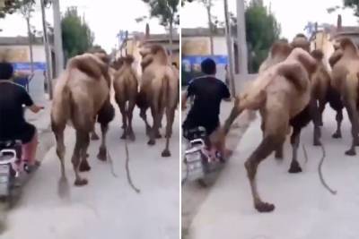 ‘Kung Fu’ camel kicks road hog biker to the curb in viral video - nypost.com - India