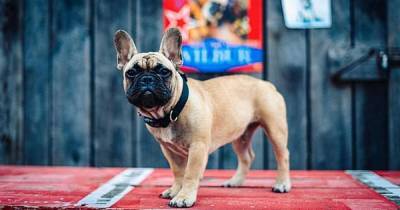 French bulldog named Wilbur elected as mayor of Kentucky town - www.dailyrecord.co.uk - France - USA - county Ross - Kentucky