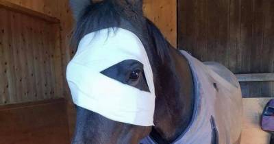 Scots horse loses eye after being hit with firework causing 'excruciating pain and terror' - www.dailyrecord.co.uk - Scotland - city Aberdeen