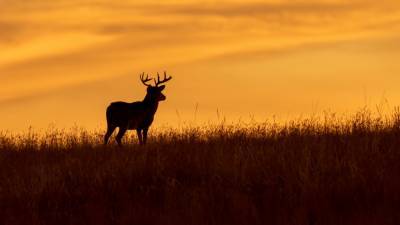 New deer hunting record eyed in West Virginia - www.foxnews.com - state West Virginia
