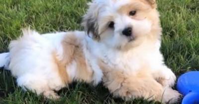 Police warning about “theft by finding” after stranger refuses to hand back missing puppy - www.manchestereveningnews.co.uk