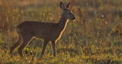 ‘No active plans’ to cull more roe deer at RHS Bridgewater - www.manchestereveningnews.co.uk