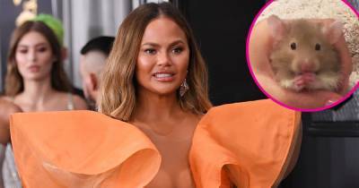 Chrissy Teigen Says Family Hamster Peanut Butter Has Died, Reveals They Have a New Pet - www.usmagazine.com