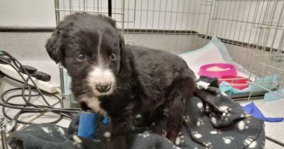 SSPCA issue stark warning to public after puppy bought on Gumtree dies - www.dailyrecord.co.uk - Scotland