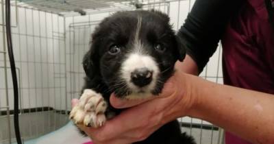 Tiny collie puppy advertised as 'Jack Russell' on Gumtree dies after being taken from mum too young - www.dailyrecord.co.uk