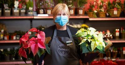 Morrisons launches new £8 Christmas poinsettias range available in pink, white and red - www.dailyrecord.co.uk