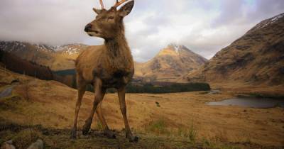 Picture Scotland: Majestic photo of young stag wins week three of our exciting photo comp - www.dailyrecord.co.uk - Scotland