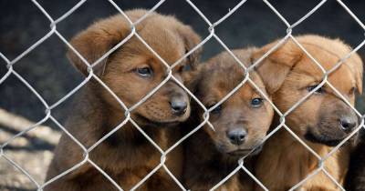 BBC changes working title of controversial dog breeding documentary after backlash - www.msn.com