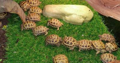Callous thieves pinch tortoises and geckos meant for kids' Xmas presents from Scots pet shop - www.dailyrecord.co.uk - Scotland