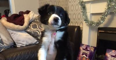 Beautiful Border Collie puppy put down after being taken from mum too soon - www.dailyrecord.co.uk - Scotland
