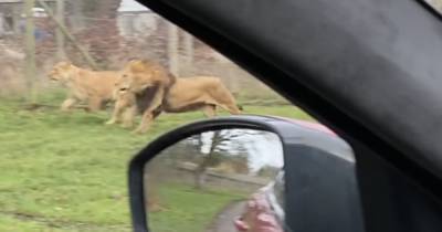 Horrified families watch lions maul escaped monkey to death at Blair Drummond Safari park - www.dailyrecord.co.uk