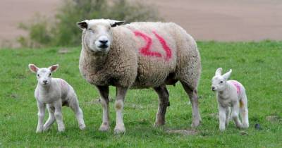 Sheep dies with horror injuries after being mauled by vicious dog at Scots farm - www.dailyrecord.co.uk - Scotland